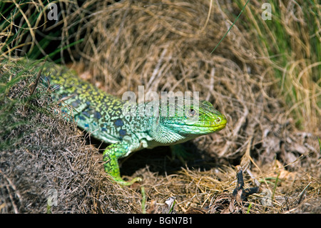 Close up of sunning Ocellated lizard (Timon lepidus / Lacerta lepida) at entrance of burrow, Sierra de Gredos, Spain Stock Photo