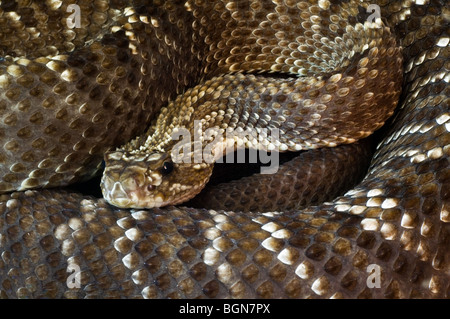 Close-up of Costa Rican rattlesnake / Neotropical rattlesnake (Crotalus simus), Costa Rica Stock Photo