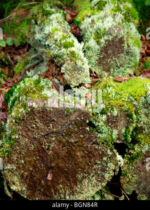 Pile of old logs, decaying, covered in moss and lichen Stock Photo