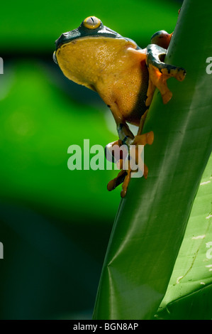Splendid leaf frog (Agalychnis calcarifer) sitting on leaf, Costa Rica Stock Photo