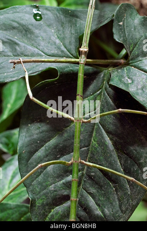 Green walking stick insect (Phasmatoptera) camouflaged on leaf in cloud forest, Costa Rica Stock Photo