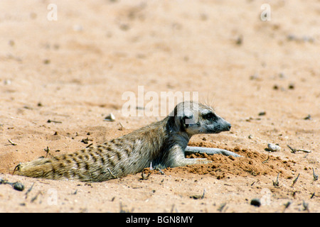 Suricate / Meerkat (Suricata suricatta) cooling down in the Kalahari desert, Kgalagadi Transfrontier Park, South Africa Stock Photo