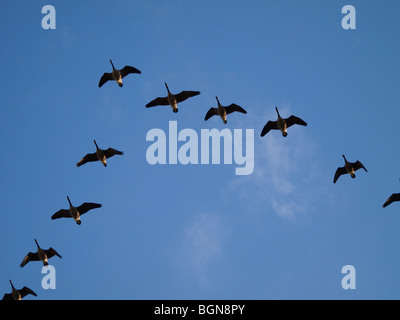 Canada geese, Branta canadensis, flying overhead, Stock Photo