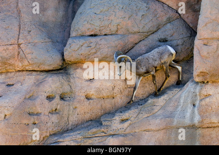 Nelson's / Desert Bighorn (Ovis canadensis nelsoni) in rock face, Arizona, USA Stock Photo