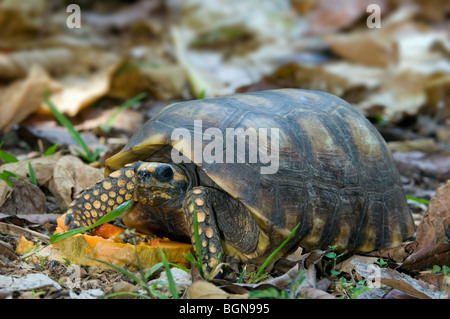 Yellow-footed tortoise (Geochelone denticulata /Testudo tabulata) eating fruit, Costa Rica Stock Photo