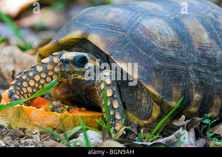 Yellow-footed tortoise (Geochelone denticulata /Testudo tabulata) eating fruit, Costa Rica Stock Photo
