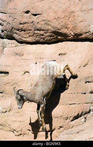 Nelson's / Desert bighorn (Ovis canadensis nelsoni) in rock face, Arizona, USA Stock Photo