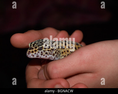 leopard gecko being held Stock Photo