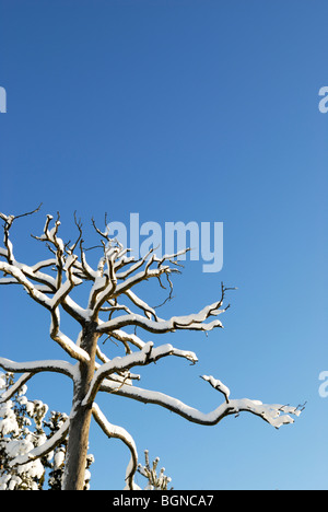 Snowy tree branches and blue sky with space for copy Stock Photo