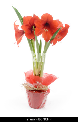 Knight's Star Amaryllis Hippeastrum in gift wrapping