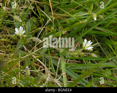 Common Mouse-ear, cerastium fontanum Stock Photo