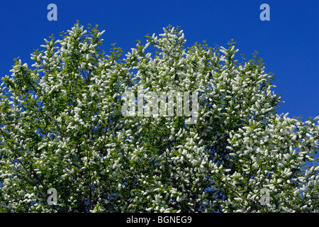 Bird Cherry Blossom (Prunus padus) Stock Photo