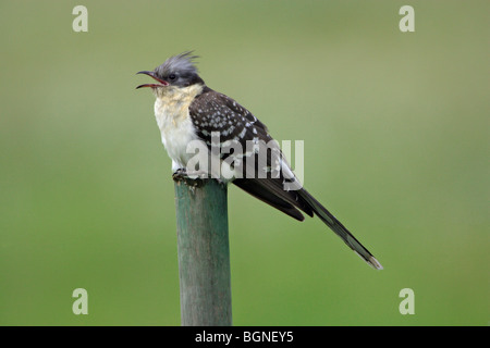 Great Spotted Cuckoo (Clamator glandarius), Extremadura, Spain Stock Photo