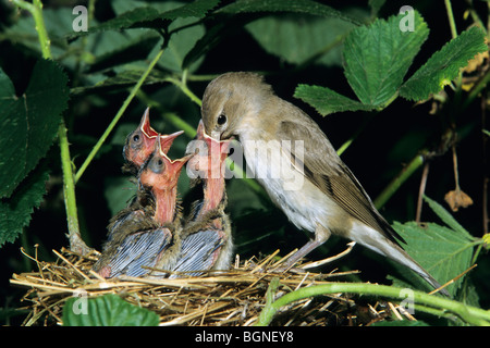 Garden Warbler (Sylvia borin) at nest feeding chicks Stock Photo