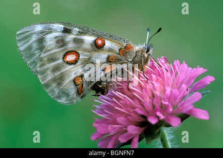 Apollo butterfly (Parnassius apollo) on Devil's bit scabious flower (Succisa pratensis), Gran Paradiso NP, Italy Stock Photo