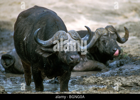 African buffalos (Syncerus caffer) taking mud bath, Kruger National Park, South Africa Stock Photo