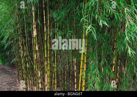 Bamboo (Bambusa sp.), China, Taiwan, Asia Stock Photo
