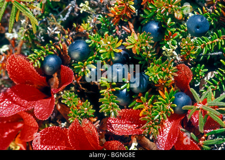 Black crowberry / blackberry (Empetrum nigrum) on the tundra in autumn, Denali NP, Alaska Stock Photo