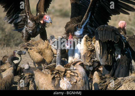 African white-backed vultures (Gyps africanus) and Lappet-faced vulture feeding on Cape buffalo carcass, Kruger NP, South Africa Stock Photo