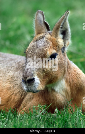 Patagonian mara / Patagonian hare / dillaby (Dolichotis patagonum) native to South America Stock Photo