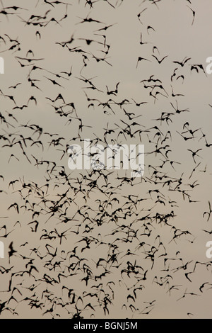 emerging Mexican free-tailed bat flying Austin Texas Stock Photo