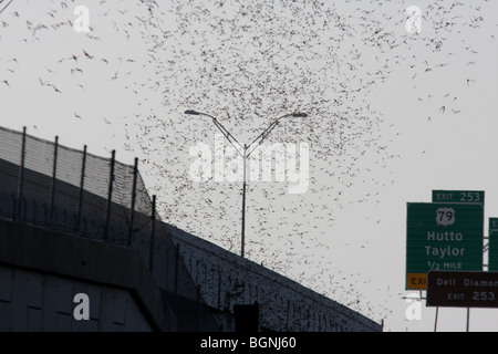 emerging Mexican free-tailed bat bridge Austin Texas Stock Photo