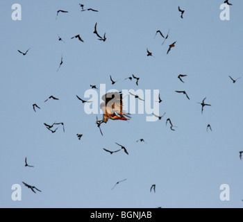 red tailed hawk hunting emerging Mexican free-tailed bat Stock Photo