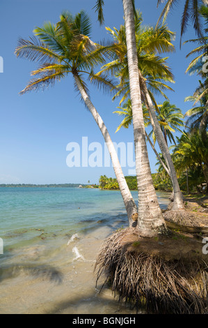 Panama Boca del Drago Bocas del Toro Isla Colon Stock Photo