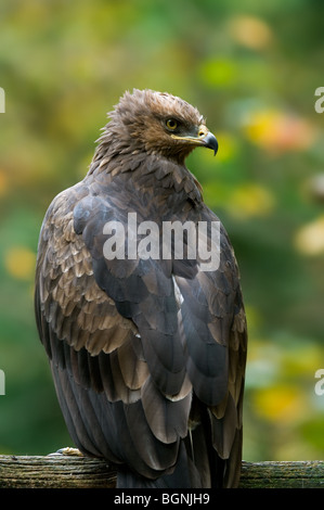 Lesser spotted eagle (Clanga pomarina / Aquila pomarina) perched in tree, native to Central and Eastern Europe Stock Photo