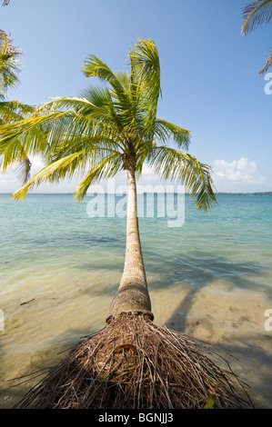 Panama Boca del Drago Bocas del Toro Isla Colon Stock Photo