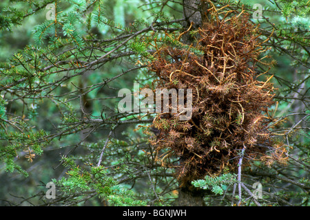 Witches' broom, a parasite on a White spruce tree (Picea glauca) in the taiga, Denali NP, Alaska, USA Stock Photo