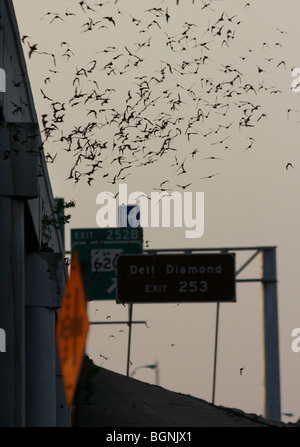 emerging Mexican free-tailed bat bridge Austin Texas Stock Photo