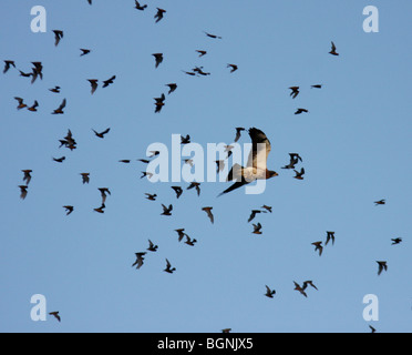 swainson's hawk hunting emerging Mexican free-tailed bat Stock Photo