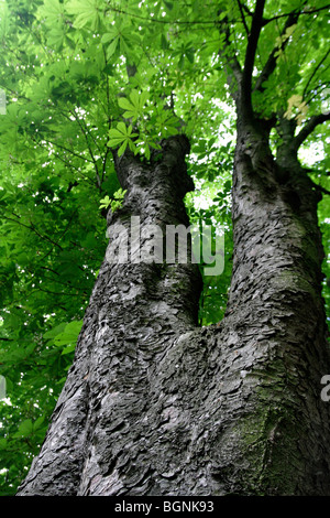 Red horse chestnut (Aesculus carnea), Europe Stock Photo