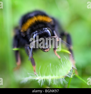 Bee Stock Photo