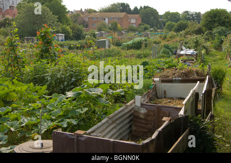 Allotment plots showing compost bins, in the foreground, runner beans growing up canes and sheds, with housing in the background Stock Photo