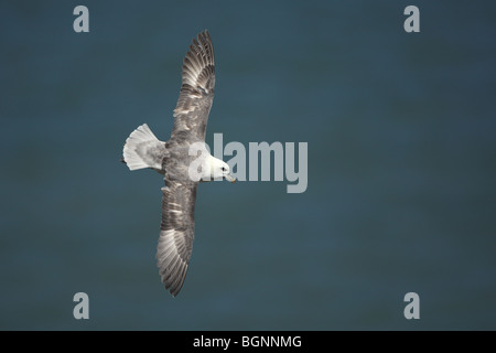Northern Fulmar (Fulmarus glacialis) in flight, France