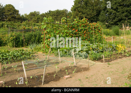 Allotment plot showing young, freshly watered brassica plants, courgettes (zucchini), and red runner beans growing up  canes Stock Photo