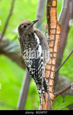 Yellow-bellied Sapsucker  Juvenile Stock Photo