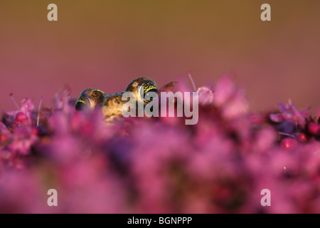 Natterjack toad (Bufo calamita) Stock Photo