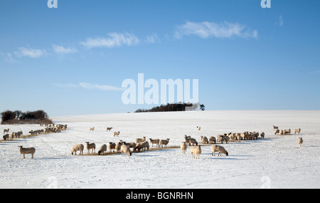 View of Sheep grazing in the snow on a sheep farm in winter, near Newmarket, Suffolk, UK Stock Photo