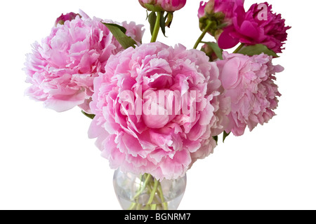 Pink peony bouquet on white Stock Photo