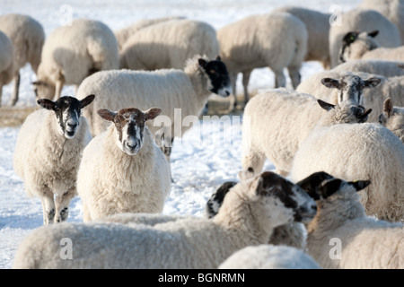 Sheep grazing in the snow on a sheep farm in winter, near Newmarket, Suffolk, UK Stock Photo