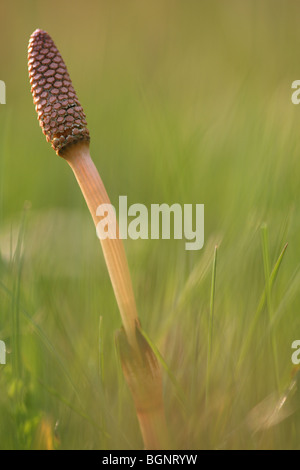 Field horsetail (Equisetum arvense), Belgium Stock Photo