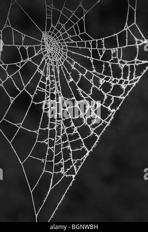 Hoar frost on spiders web Stock Photo