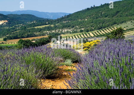 Lavender field (Lavandula angustifolia) flowering in rows in summer in the Provence, France Stock Photo