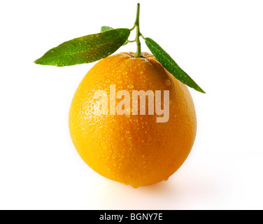 Whole fresh oranges  with leaves on a white background as a cut out Stock Photo