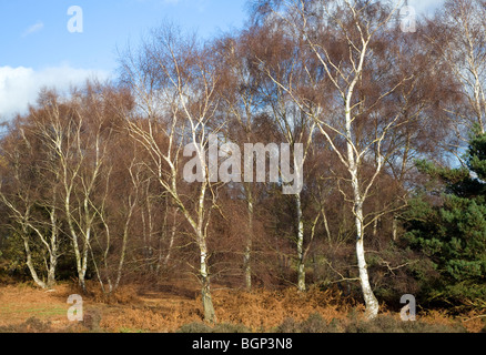 Silver birch trees in winter on heathland Suffolk, England Stock Photo