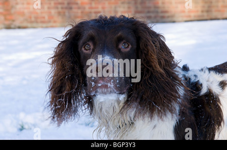 Springer Spaniel in the Snow Stock Photo
