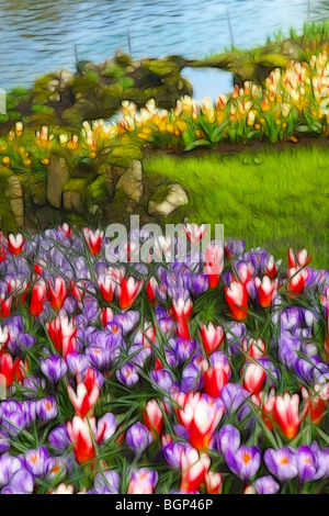 Photo illustration:  Displays of tulips in Spring Stock Photo